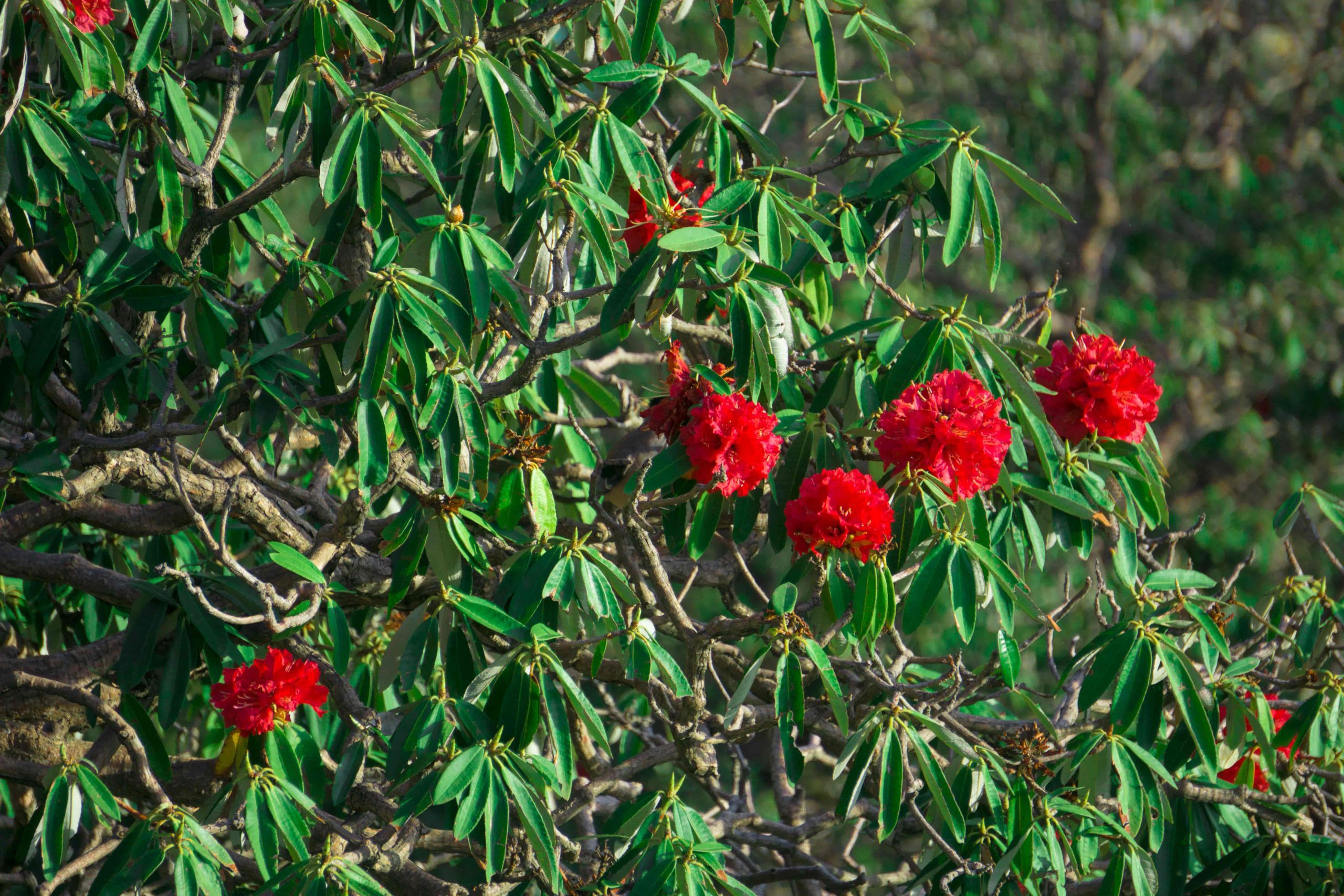 Copy of Rhododendron-min